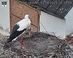 Capi_Dubne_20250802_182004.jpg