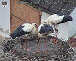 Capi_Dubne_20250802_190004.jpg