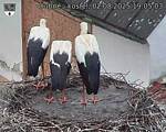 Capi_Dubne_20250802_190503.jpg