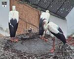 Capi_Dubne_20250802_194503.jpg