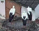 Capi_Dubne_20250802_203502.jpg
