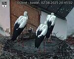 Capi_Dubne_20250802_204503.jpg