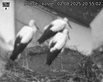Capi_Dubne_20250802_205502.jpg