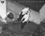 Capi_Dubne_20250802_210003.jpg