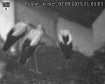Capi_Dubne_20250802_210503.jpg