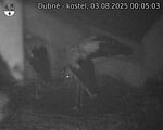 Capi_Dubne_20250803_000503.jpg