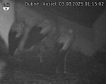 Capi_Dubne_20250803_011502.jpg
