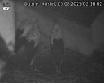Capi_Dubne_20250803_021002.jpg