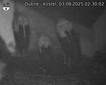 Capi_Dubne_20250803_023002.jpg