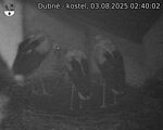 Capi_Dubne_20250803_024002.jpg