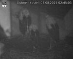 Capi_Dubne_20250803_024503.jpg