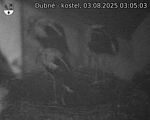 Capi_Dubne_20250803_030503.jpg