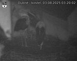 Capi_Dubne_20250803_032002.jpg