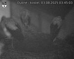 Capi_Dubne_20250803_034503.jpg
