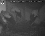 Capi_Dubne_20250803_035002.jpg
