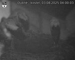 Capi_Dubne_20250803_040003.jpg