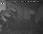 Capi_Dubne_20250803_040503.jpg