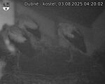Capi_Dubne_20250803_042002.jpg