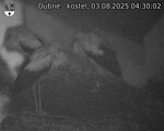 Capi_Dubne_20250803_043002.jpg