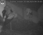 Capi_Dubne_20250803_043503.jpg