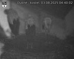 Capi_Dubne_20250803_044002.jpg