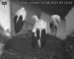 Capi_Dubne_20250803_051002.jpg