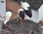 Capi_Dubne_20250803_053503.jpg