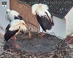 Capi_Dubne_20250803_055004.jpg