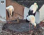 Capi_Dubne_20250803_060003.jpg