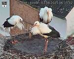 Capi_Dubne_20250803_061502.jpg