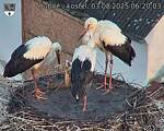 Capi_Dubne_20250803_062003.jpg