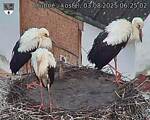 Capi_Dubne_20250803_062502.jpg