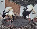 Capi_Dubne_20250803_063003.jpg