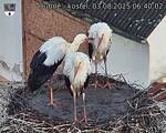 Capi_Dubne_20250803_064002.jpg