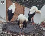 Capi_Dubne_20250803_064503.jpg