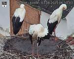 Capi_Dubne_20250803_065003.jpg