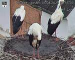 Capi_Dubne_20250803_065504.jpg