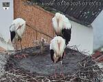 Capi_Dubne_20250803_070503.jpg