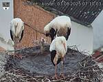 Capi_Dubne_20250803_071004.jpg