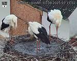Capi_Dubne_20250803_071502.jpg