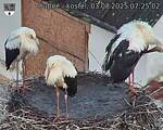 Capi_Dubne_20250803_072502.jpg