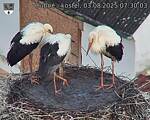 Capi_Dubne_20250803_073003.jpg