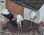 Capi_Dubne_20250803_075003.jpg
