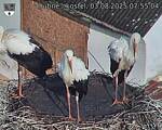 Capi_Dubne_20250803_075504.jpg