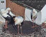 Capi_Dubne_20250803_080503.jpg