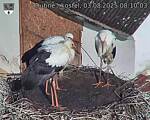 Capi_Dubne_20250803_081003.jpg