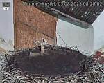 Capi_Dubne_20250803_082002.jpg