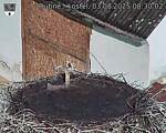 Capi_Dubne_20250803_083002.jpg