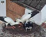 Capi_Dubne_20250803_084003.jpg