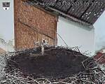 Capi_Dubne_20250803_091002.jpg